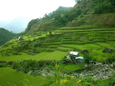 grass in the philippines|Tiger Grass flourish in Natonin, Mountain Province .